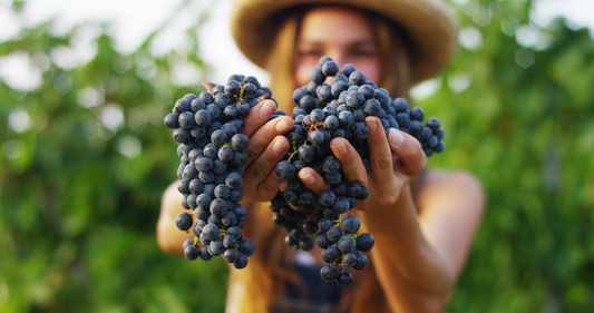 The Rise of Organic Wines: What You Need to Know