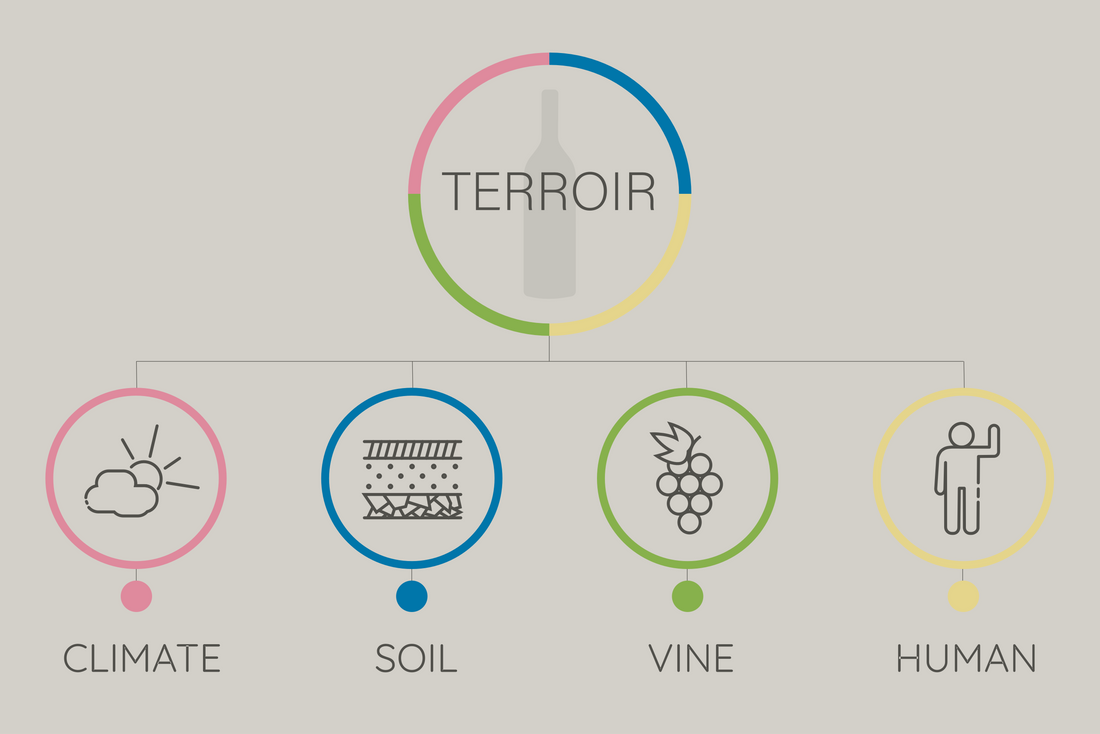 Terroir and Tannins: Unlocking the Earthy Secrets of Your Favorite Wine with Our Essential Aroma Training Kit